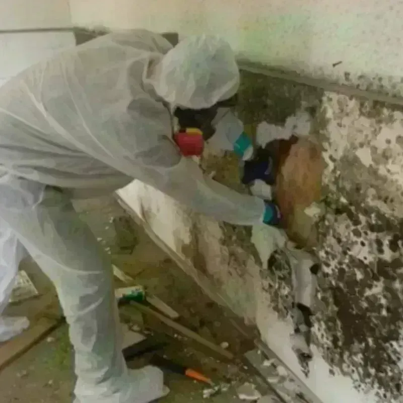 Mold Remediation and Removal in Northwood, IA